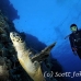 turtle_hawksbill_pan_h_0011_egy0059.jpg